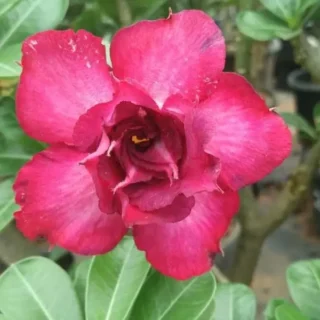 Adenium Plant - 33