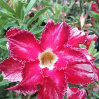 Adenium Plant - 35