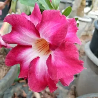 Adenium Plant - 37