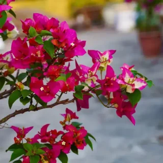 Bougainvillea 3 Star