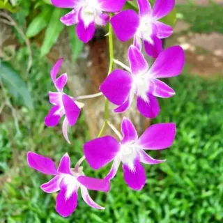 Dendrobium (DS-009)