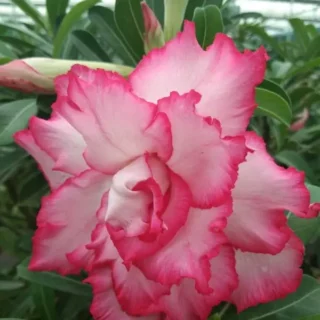 Adenium Plant-45