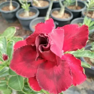 Adenium Plant - 47