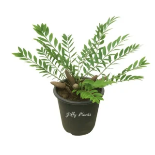 Zamia Fischeri