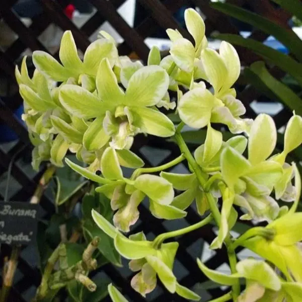 Dendrobium Variegated Green Blooming Stage