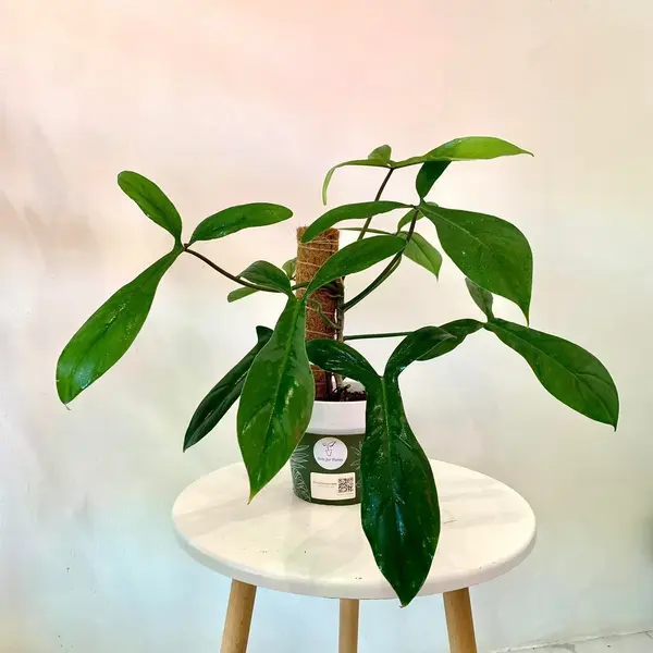 Philodendron 69686