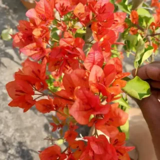 Bougainvillea Jakirana Red