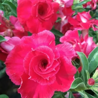 Adenium Plant - 7