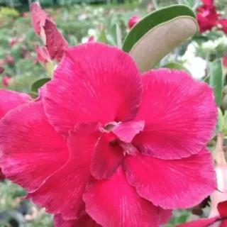 Adenium Plant - 77