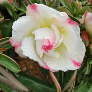 Adenium Plant - 79