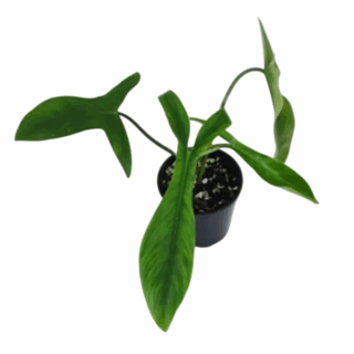 Philodendron 69686