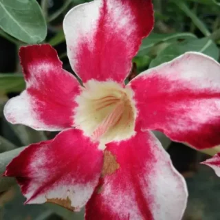 Adenium Plant - 98
