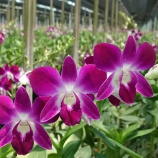 Dendrobium(DS-006)