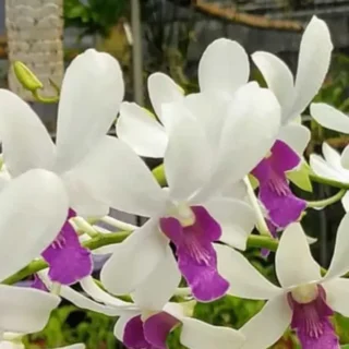 Dendrobium(DS-012)
