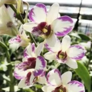 Dendrobium(DS-075)