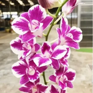 Dendrobium(DS-076)