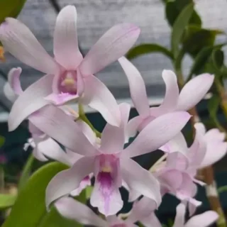 Dendrobium(DS-079)