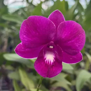 Dendrobium(DS-128)
