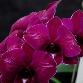 Dendrobium(DS-131)