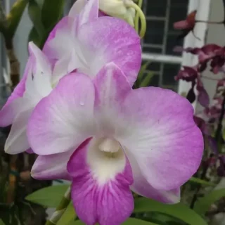 Dendrobium(DS-153)