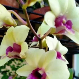 Dendrobium(DS-158)
