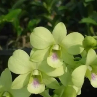 Dendrobium(DS-160)