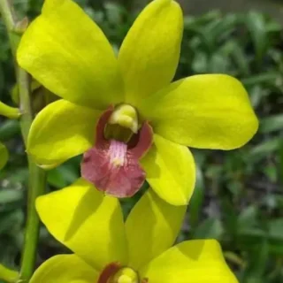 Dendrobium(DS-181)