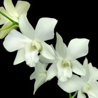 Dendrobium(DS-210)