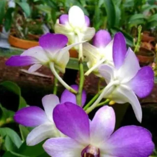 Dendrobium(DS-218)
