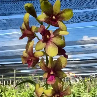 Dendrobium(DS-243)