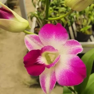 Dendrobium(DS-269)