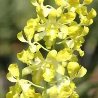 Dendrobium(DS-149)