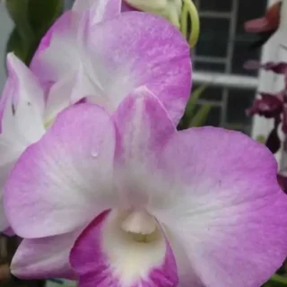 Dendrobium(DS-161)