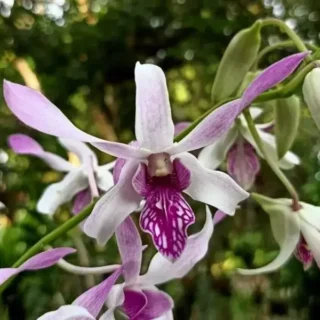 Dendrobium(DS-024)