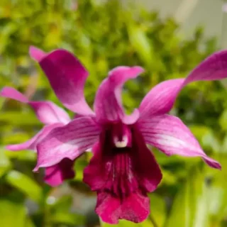 Dendrobium(DS-041)