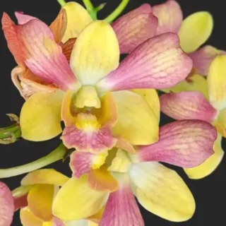 Dendrobium(DS-046)