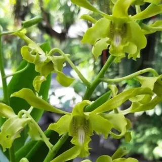 Dendrobium(DS-017)