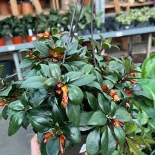 Goldfish Plant ( Nematanthus Tropicana )