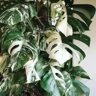 Monstera Albo