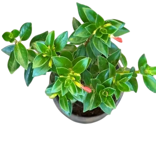 Goldfish Pant (Columnea Nematanthus )