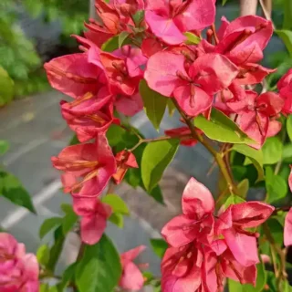 Bougainvillea Orange Tanglong