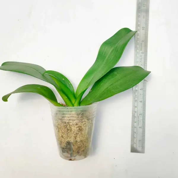 Phalaenopsis (PS-023)