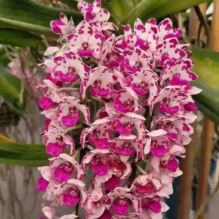 Rhynchostylis Orchids