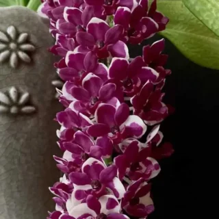 Rhynchostylis (RYS-011)