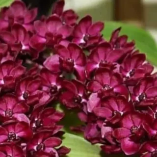 Rhynchostylis (RHS-014)