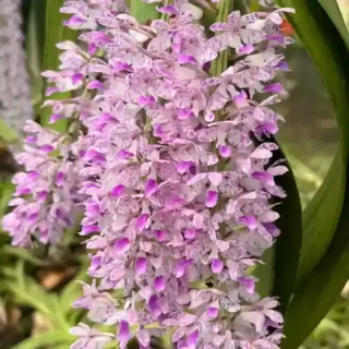 Rhynchostylis (RYS-017)