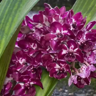 Rhynchostylis (RYD-018)