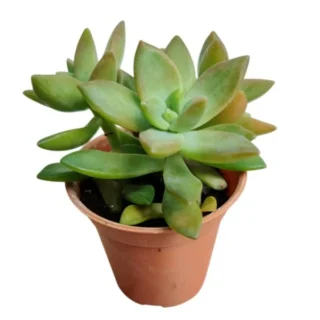 Golden Sedum Sedum Adolphi