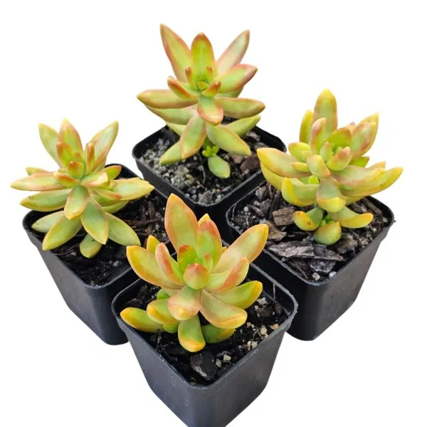 Sedum adolphi Lime Gold