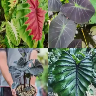 Colocasia 4 Varieties Pack